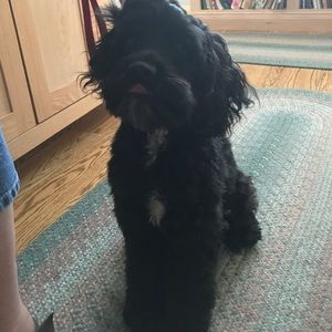 Meet your Posher, Naomi